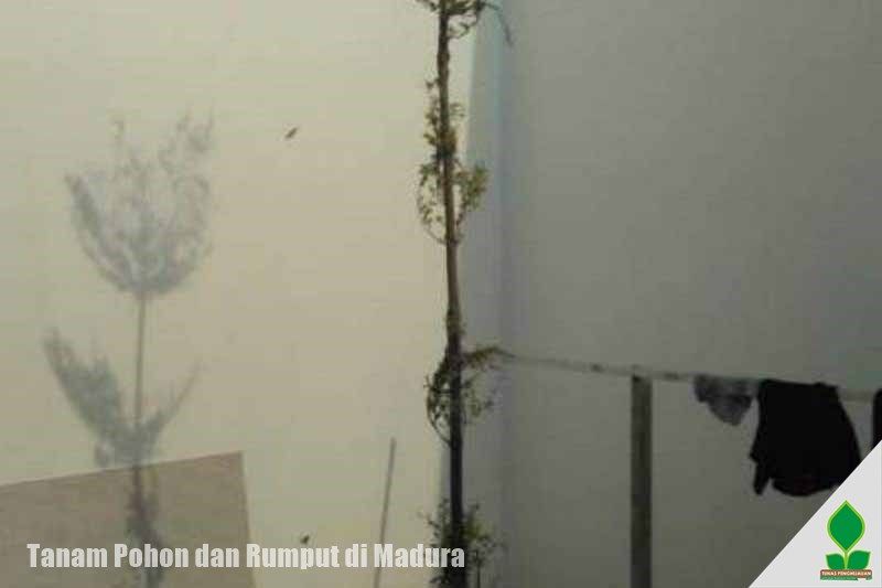 jual ketapang di madura