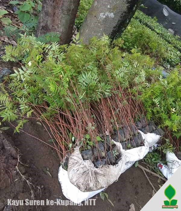1.000 Bibit Kayu Suren ke-NTT