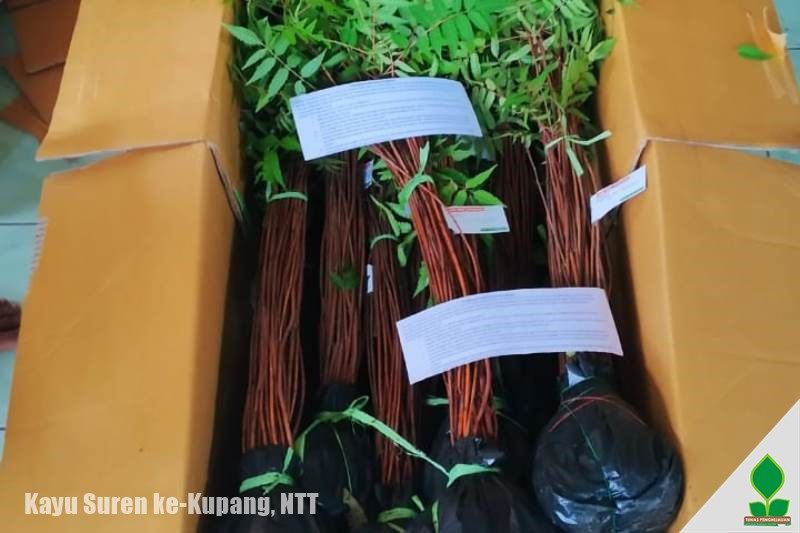 1.000 Bibit Kayu Suren ke-NTT