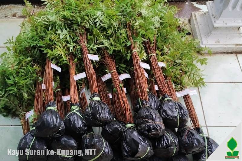 jual pohon kayu suren