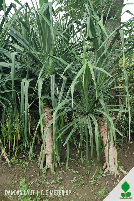 Jual Pandan Laut 2 Meter UP