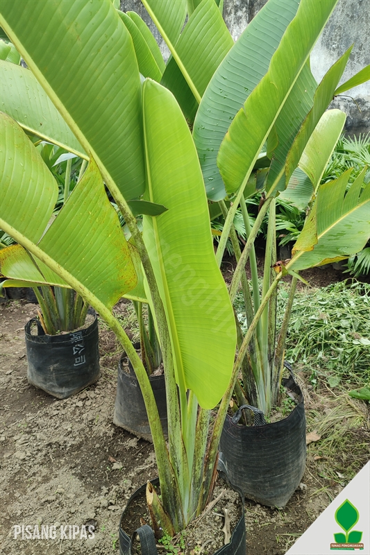Pisang Kipas 2 Meter UP