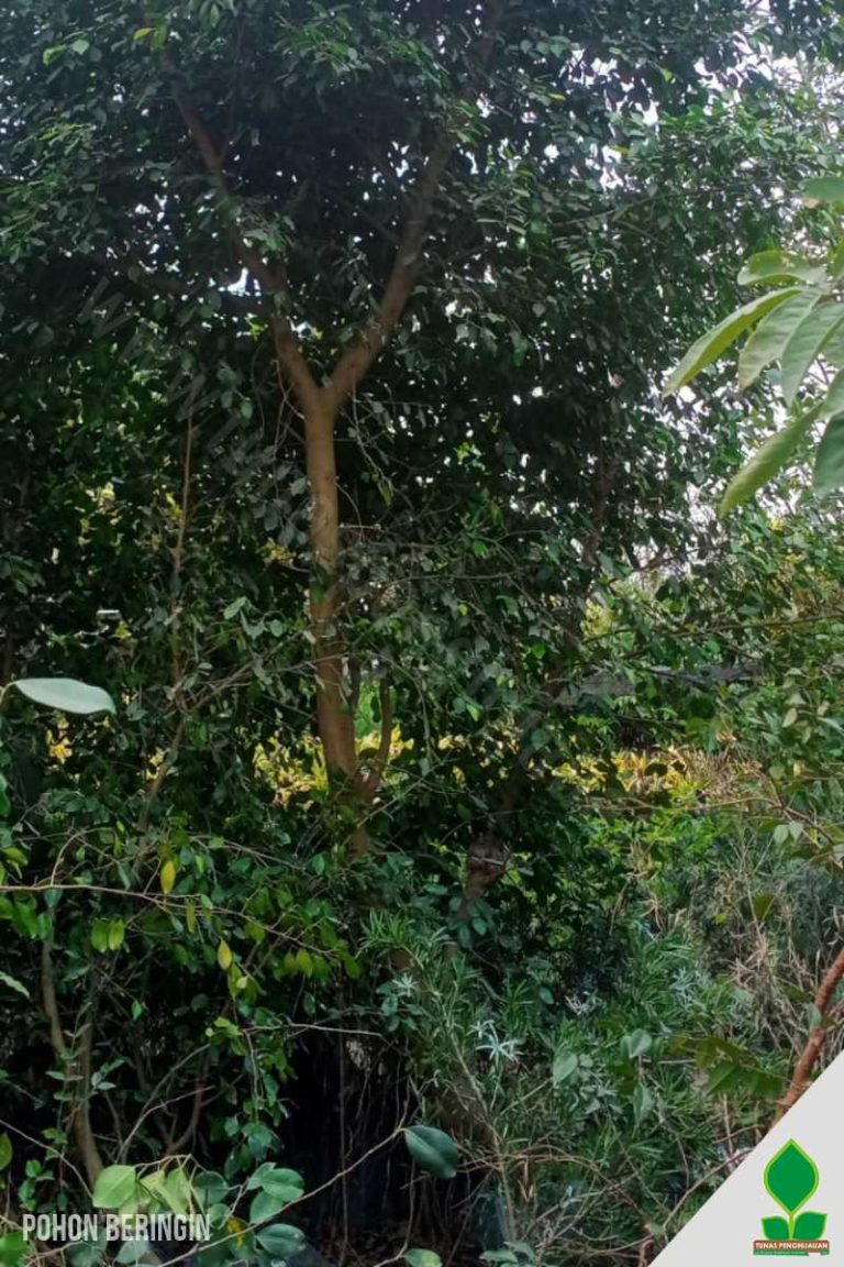 Beringin Ficus Benjamina 3 Meter