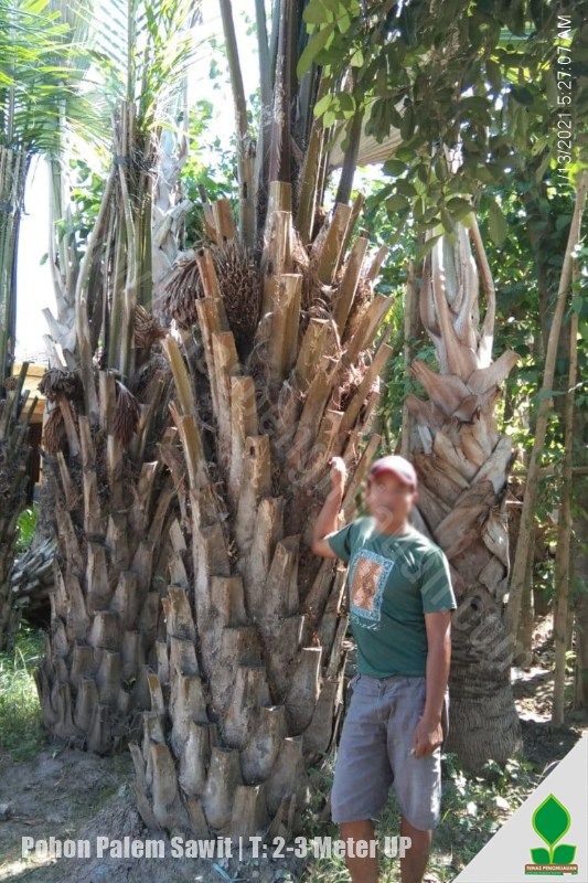 jual pohon palem sawit murah