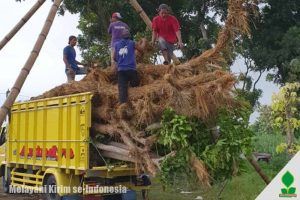 kirim_tunas penghijauan kediri jawa timur (3)