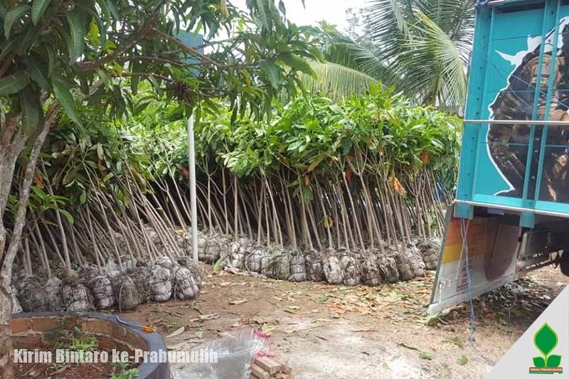 jual pohon bintaro murah