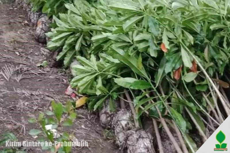 jual tanaman pohon bintaro