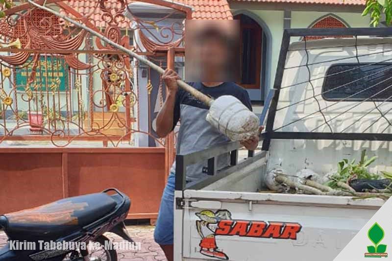 jual pohon tabebuya di madiun