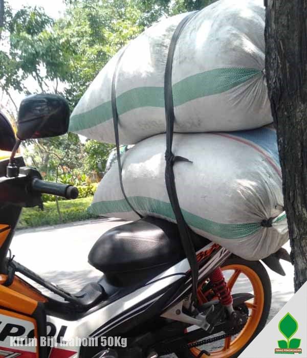 50 Kg Biji Mahoni Siap Semai COD Surabaya