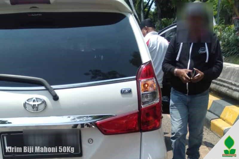 50 Kg Biji Mahoni Siap Semai COD Surabaya