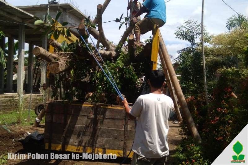jual pohon besar di jawa timur