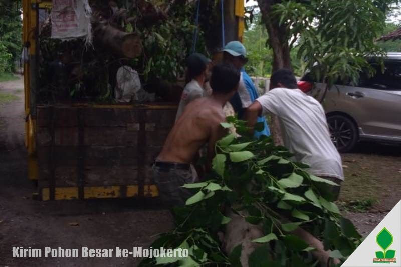 jual pohon di kediri