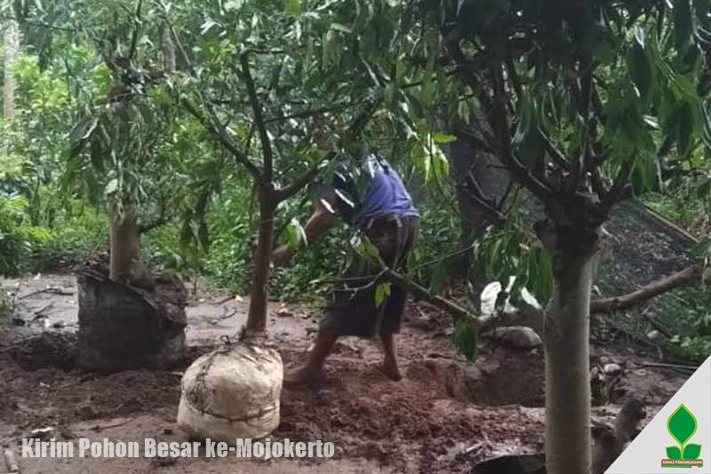 grosir pohon besar