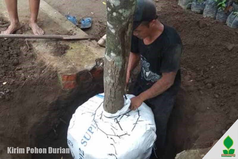 Pohon Durian Cepat Berbuah Kirim ke-Mojokerto