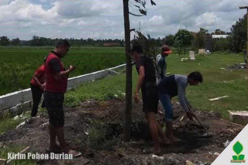 Pohon Durian Cepat Berbuah Kirim ke-Mojokerto Murah