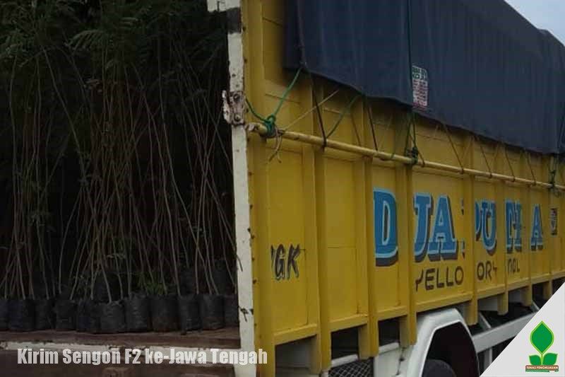 grosir bibit sengon murah