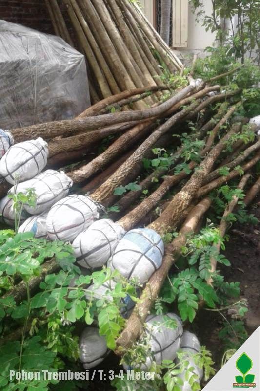 Pohon Trembesi T: 3-4 Meter