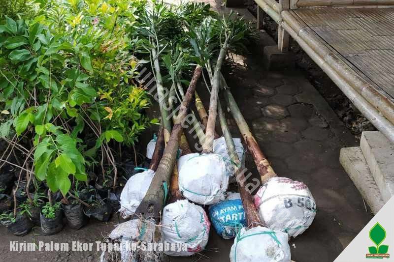 grosir Jual Palem Ekor Tupai di Jawa Timur