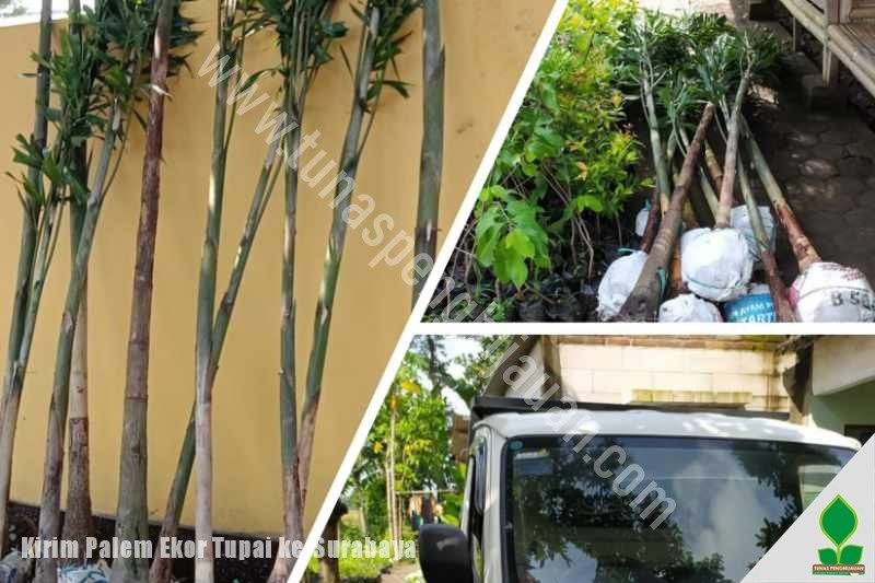 Jual Palem Ekor Tupai di Jawa Timur harga murah