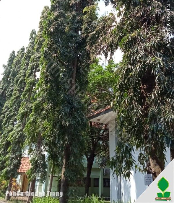 Fungsi Pohon Glodok Tiang untuk Bangunan