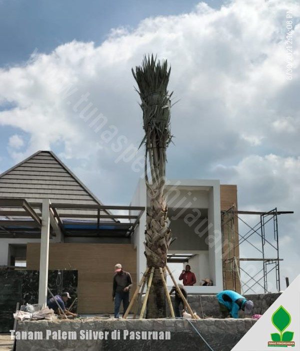 grosir pohon palem jawa timur