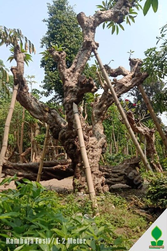 Pohon Kamboja Fosil lingkar 2 meter