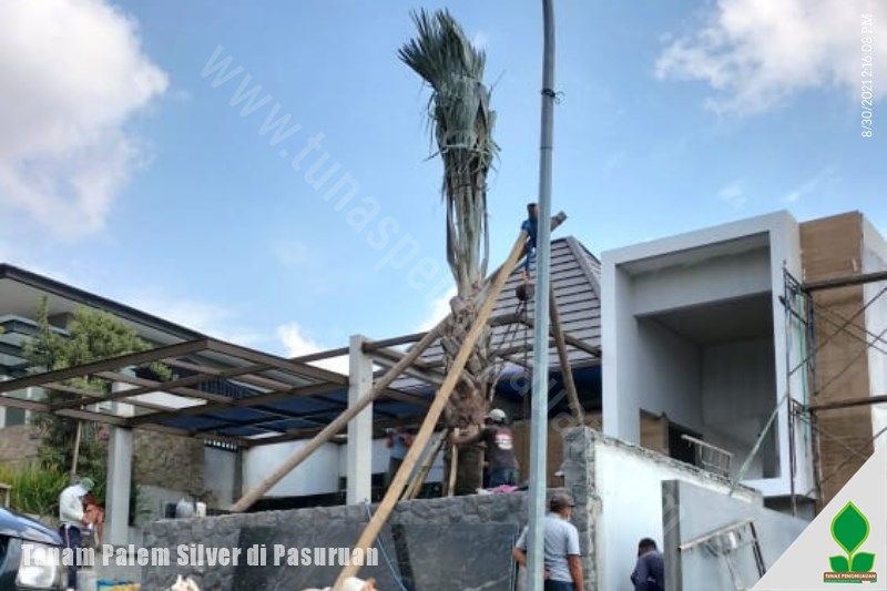 Tanam Pohon Palem Silver di Pasuruan
