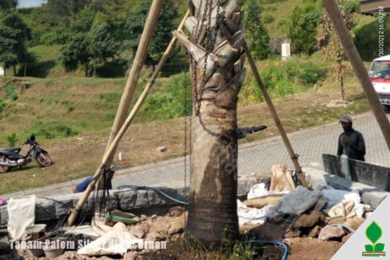 jual Tanam Pohon Palem Silver di Pasuruan