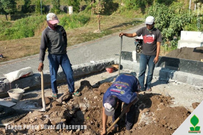 Harga Pohon Palem Silver di Pasuruan