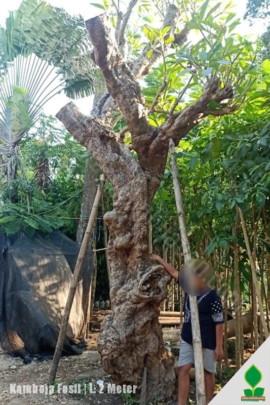 Pohon Kamboja Fosil T: 3-4 Meter
