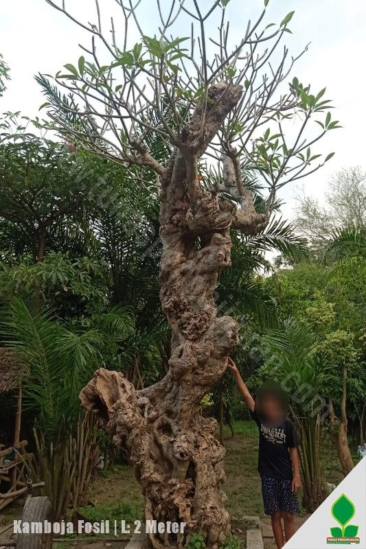 Pohon Kamboja Fosil Bentuk Unik