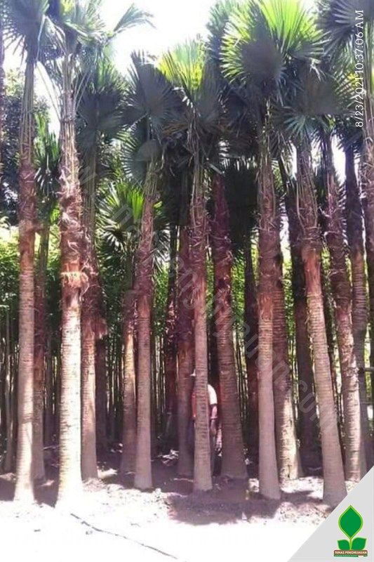 Palem Kipas / Sadeng T: 4 Meter