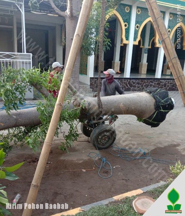 Kirim Kirim Pohon Baobab Besar di Karanganyar