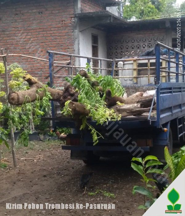 10 Pohon Trembesi Besar Kirim ke-Pasuruan