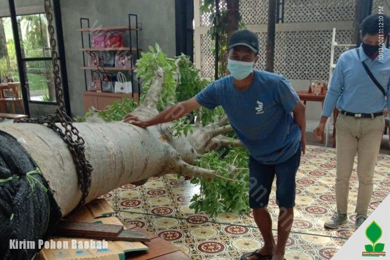harga pohon baobab di jawa tengah