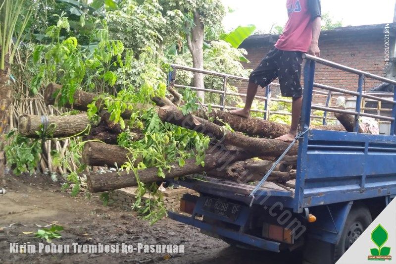 jual pohon trembesi pasuruan