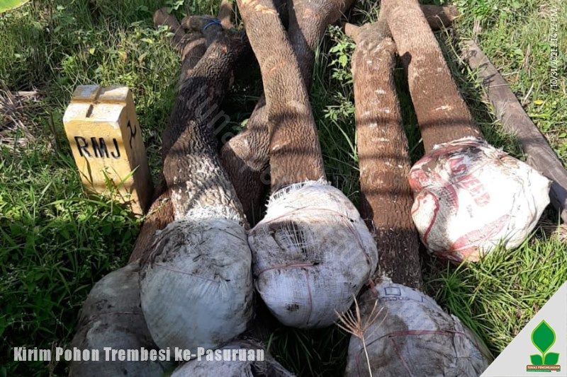 harga pohon trembesi murah