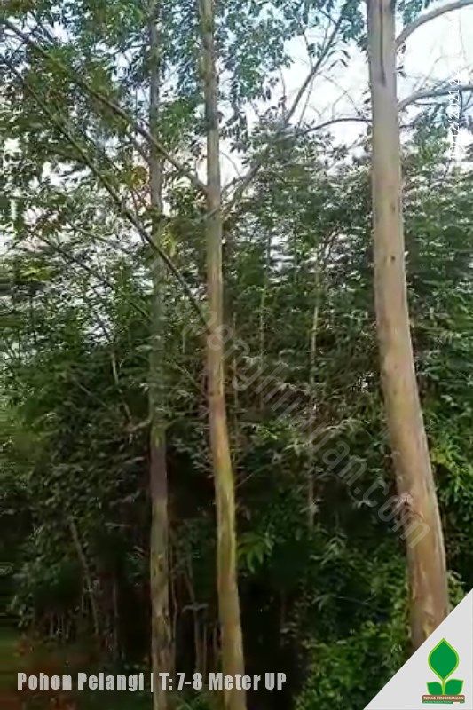 Rainbow Eucalyptus T: 7-8 Meter