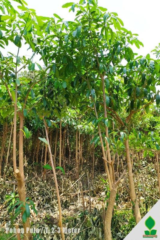 Jual Pohon Pule murah jawa timur