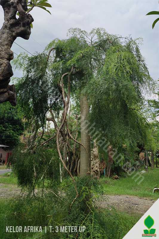 Jual Pohon Moringa 3 Meter UP