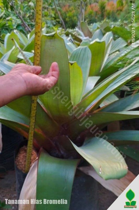 Tanaman Hias Bromelia