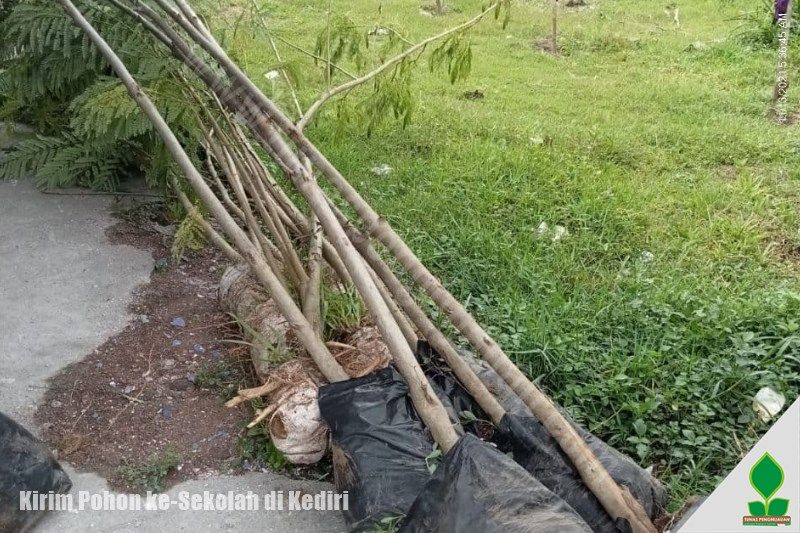 Jacaranda dan Ketapang Kirim ke-Sekolah di Kediri