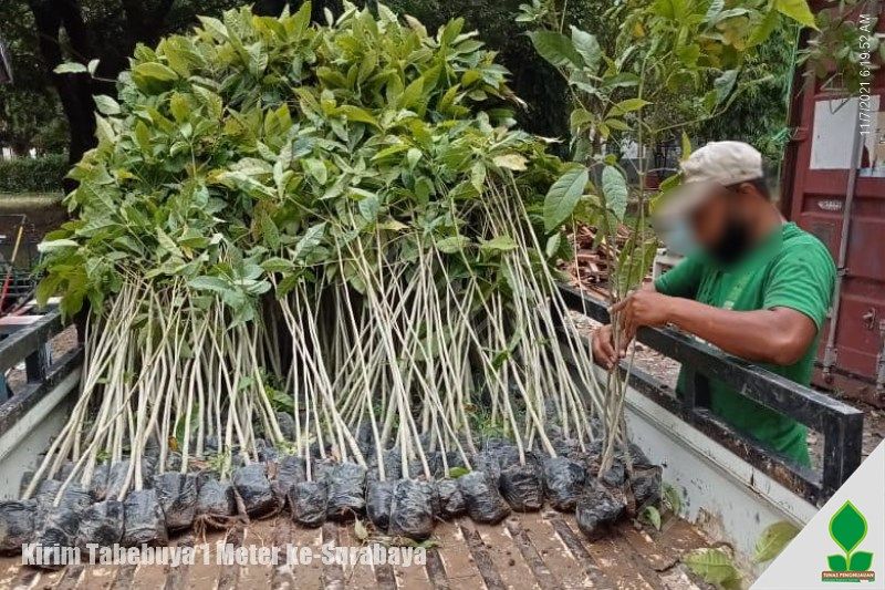grosir pohon tabebuya siap kirim surabaya