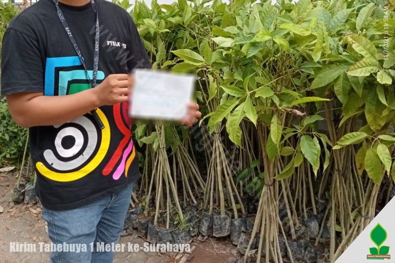kirim pohon tabebuya jawa timur