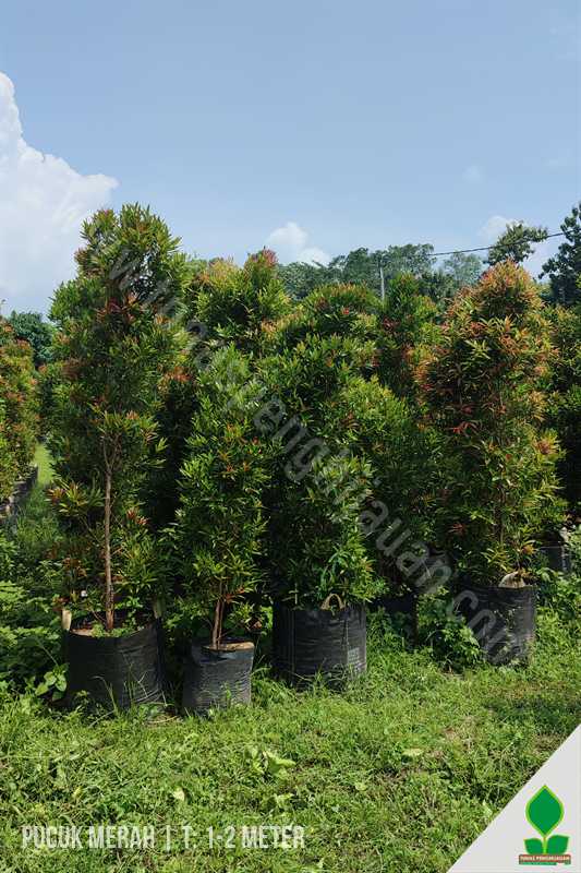 Pucuk Merah Rimbun 1 Meter UP Murah