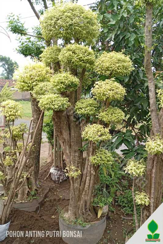 Pohon Anting Putri 2 Meter Bonsai