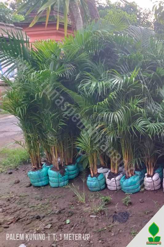 Palem Kuning 1 Meter UP