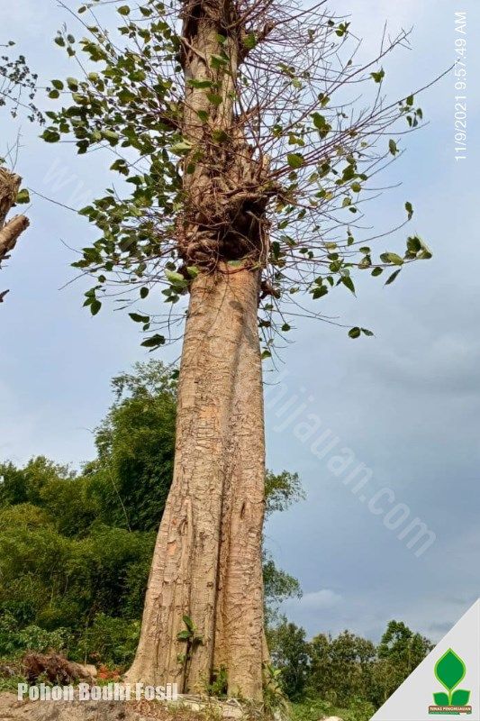 Pohon Bodhi Fosil Raksasa