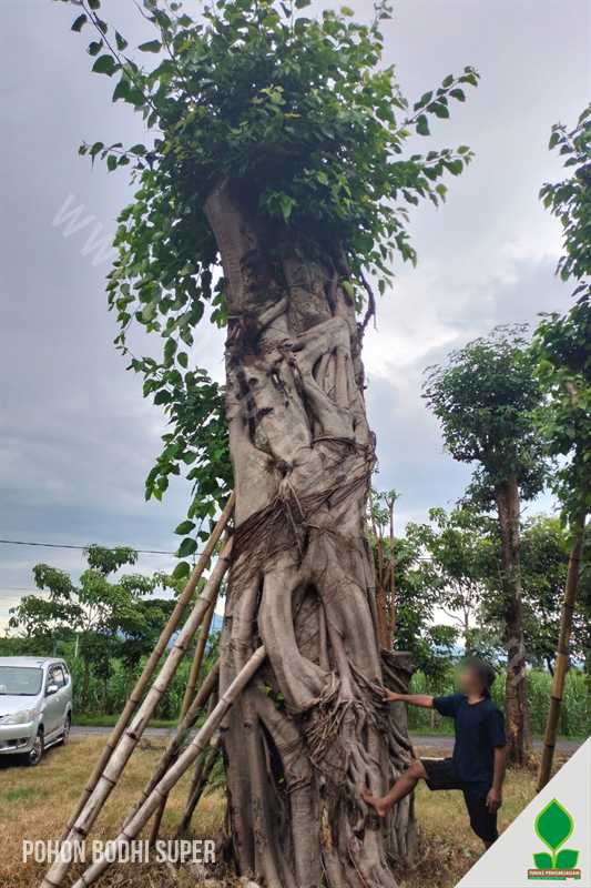 Pohon Bodhi Fosil Super Lilitan