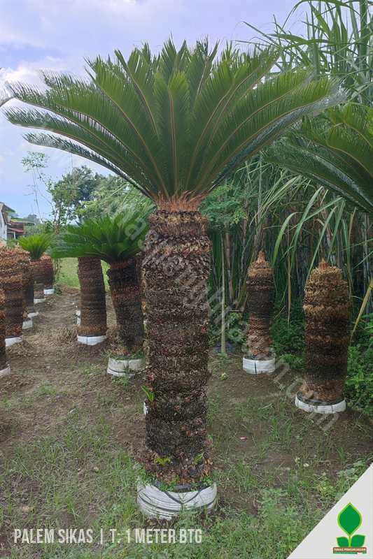 Jual Palem Sikas 2 Meter Daun Murah